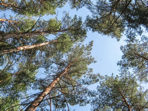 Pine Forest On A Sunny Summer Day Prospect Pine Trees Against The