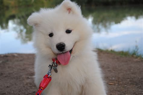 A Samoyed Puppy Samoyed Puppy Samoyed Dogs Cute Dogs