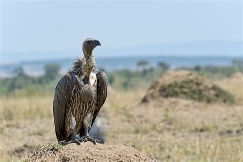 Discover The Birds Of Kenya Africa
