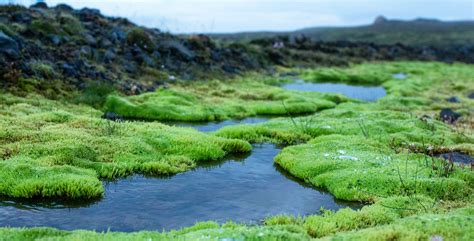 Icelandic Moss Goodies Lotuswei