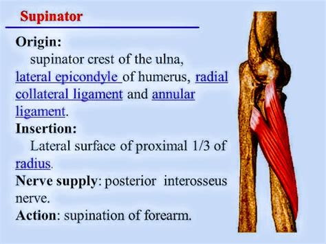 Supinator Muscle Pt Master Guide