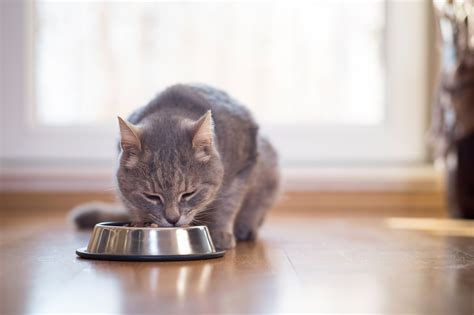 We've hunted down the most effective weight loss foods available to buy today. Why your cat needs a low-carb diet - Adventure Cats