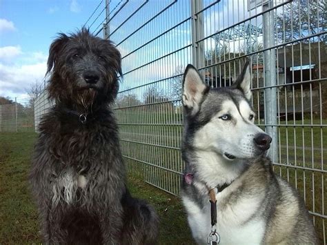Irish Wolfhound And Husky Wolfhound Irish Wolfhound Husky