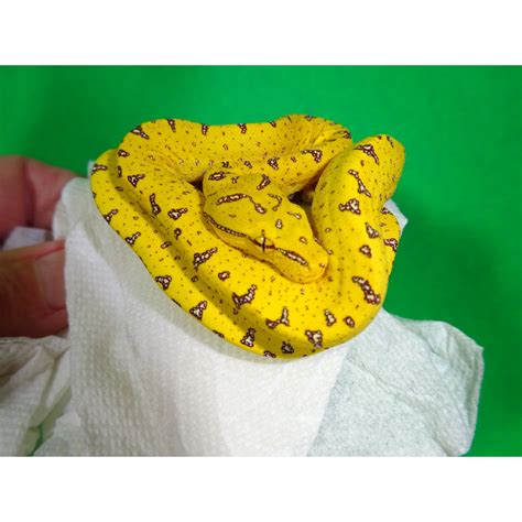 Green Tree Python Aru Baby Strictly Reptiles