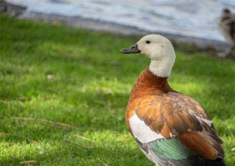 Paradise Shelduck Stock Photos Pictures And Royalty Free Images Istock