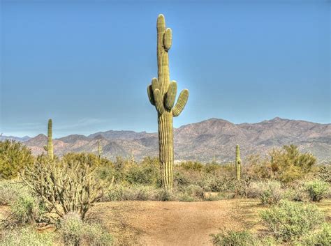 Saguaro Cactus Facts | Balcony Garden Web