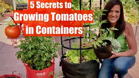 5 Secrets To Grow Lots Of Tomatoes In Containers Container Garden