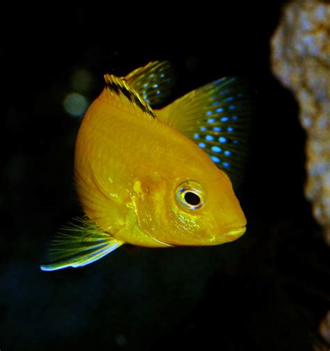 Free Images Tropical Africa Blue Yellow Fish Fauna Fin Close