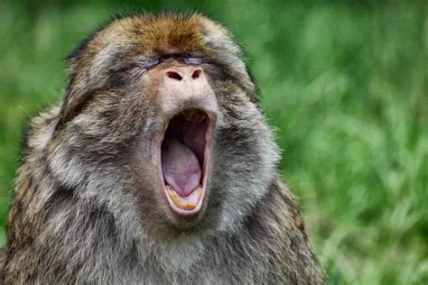 Funny Monkeys Crazy Shots Animal Info