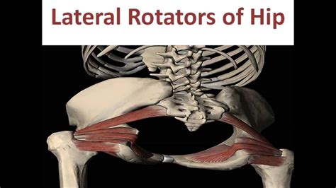 Lateral Rotators Of Hip Joint Youtube