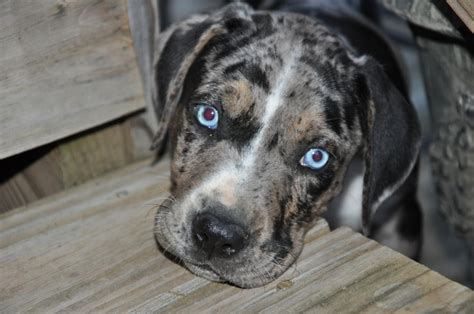 1000 Images About Catahoulas On Pinterest Ontario Best Dogs And The