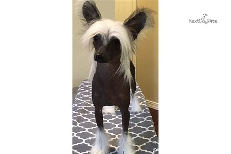 hairless beauty chinese crested puppy  sale  san diego california cfaab