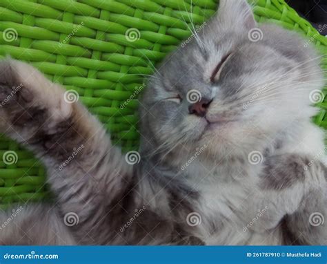 Sleeping Persian Cat Stock Photo Image Of Sleeping 261787910