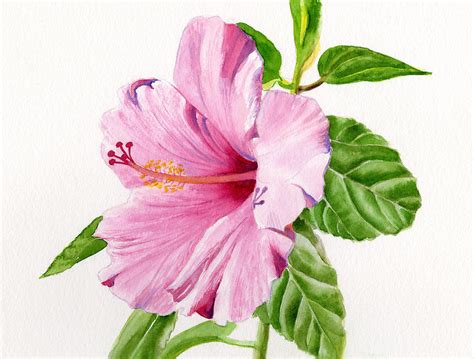 Pink Hibiscus With White Background Painting By Sharon Freeman