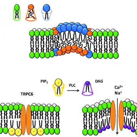 The Lipid Membrane Phases In The Solid Crystalline Phase Lc Lipids Download Scientific