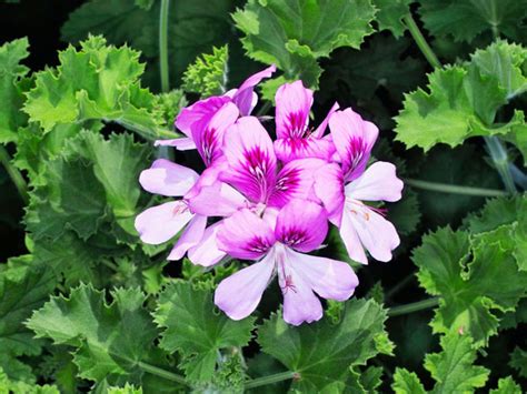 9 Uses And Benefits Of Rose Scented Geraniums Plant Index