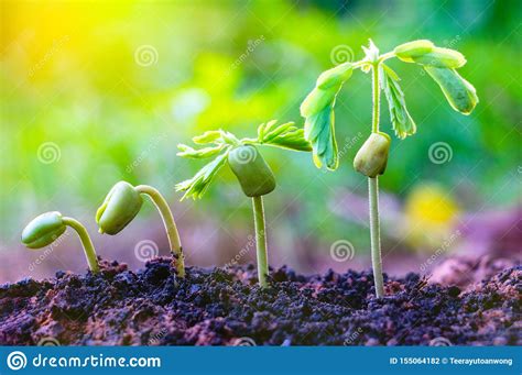 Seed Plants Are Growing.They Are Growing Step By Step. Stock Photo - Image of concept, growing ...