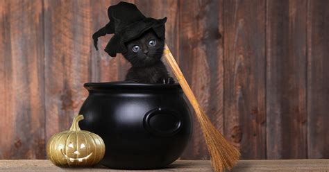 Why Are Black Cats Associated With Halloween Furtropolis
