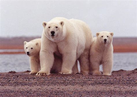 Polar Bear Female Cubs Wildlife Summer Sow Nature Wild Mammal