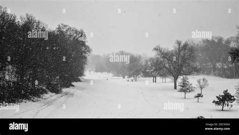 Winter Trees In Snow Stock Photo Alamy