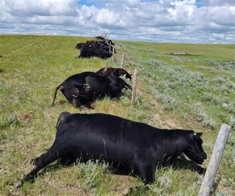 Southwest Sask Farmer Loses Nearly 30 Cattle In Lightning Strike