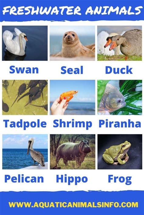80 Freshwater Animals And Plants List With Pictures Animals Space