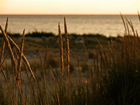 Dune Grass At Sunset Photograph By Michelle Calkins Fine Art America