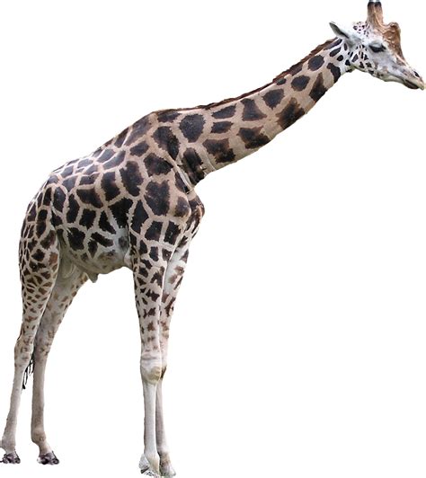 Giraffe Transparent Png Picpng