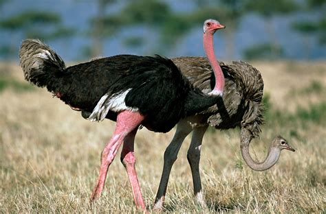 Interesting Facts About Ostrich Heaviest And Tallest Bird In The World