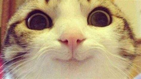 Purr Fectly Hilarious Top Trending Funny Cats That Will Leave You In