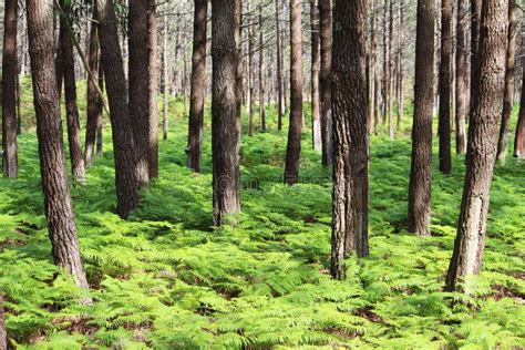 Pine Forest Stock Image Image Of Background Grass Backgrounds 40662211