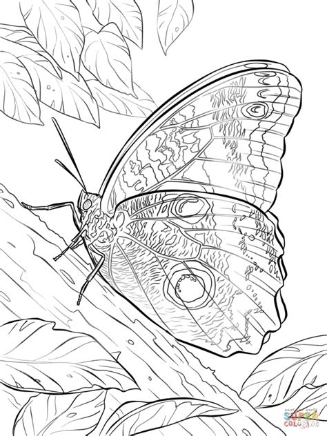 Https://techalive.net/coloring Page/butterfly Adult Coloring Pages