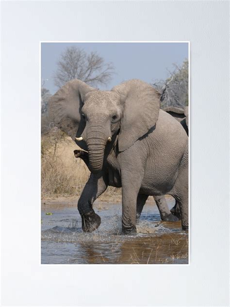African Elephant In Mock Charge Poster For Sale By Quentinjlang