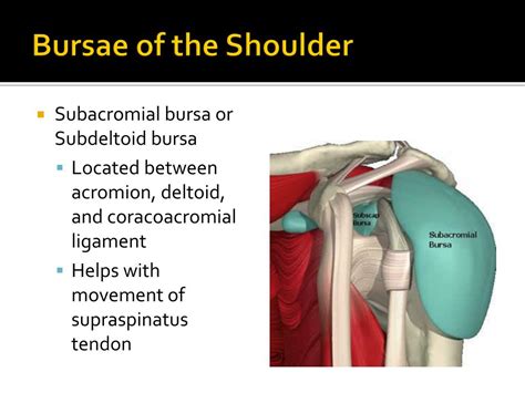 Ppt Shoulder Joint Glenohumeral Joint Powerpoint Presentation Free