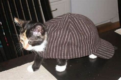 Kitten In A Hat