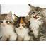Kittens Cat Cats Baby Cute 34 Wallpapers HD / Desktop And 