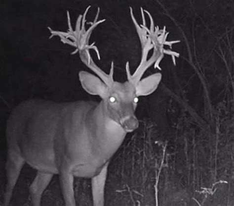 Whitetailwednesday The 9 Most Likely Places The Next