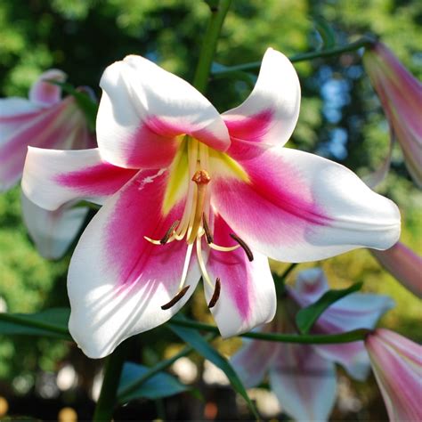 Luxurious Lilies For Fragrant Exotic Flowers