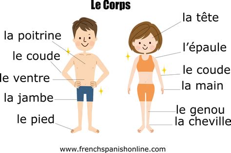 Partes Del Cuerpo En Francés
