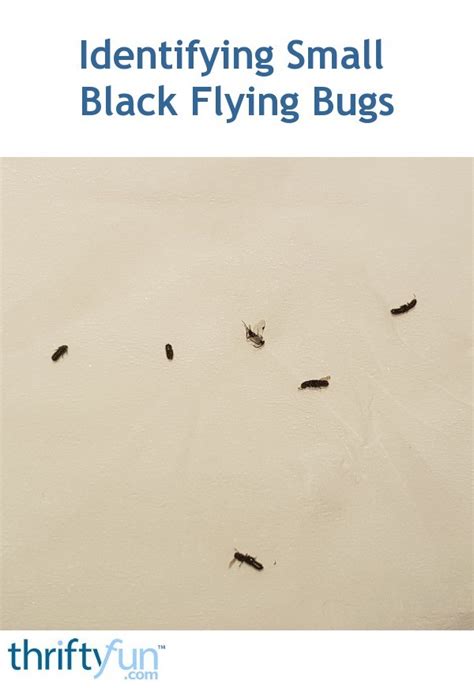 Identifying Small Black Flying Bugs Thriftyfun