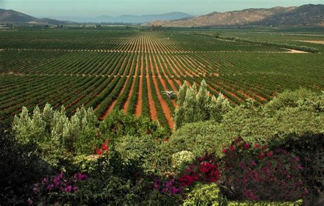 La Ruta Del Vino En El Valle De Guadalupe Baja California Inversión