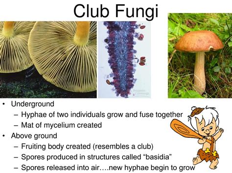 Ppt Kingdom Fungi Powerpoint Presentation Free Download Id5339961