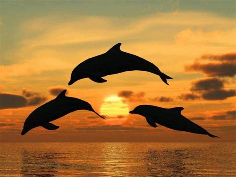 36 Wallpaper Dolphin Sunset On Wallpapersafari