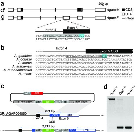 Targeting The Female Specific Isoform Of Doublesex A Schematic