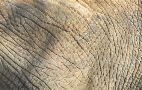 Elephant Skin Close Up Free Stock Photo Public Domain Pictures