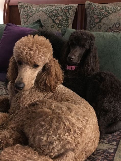 Such Beautiful And Loyal Dogs Poodle Puppy Standard Poodle Dog