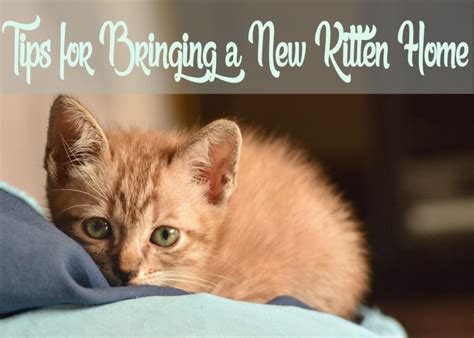 Tips For Bringing A New Kitten Home Cat Mania
