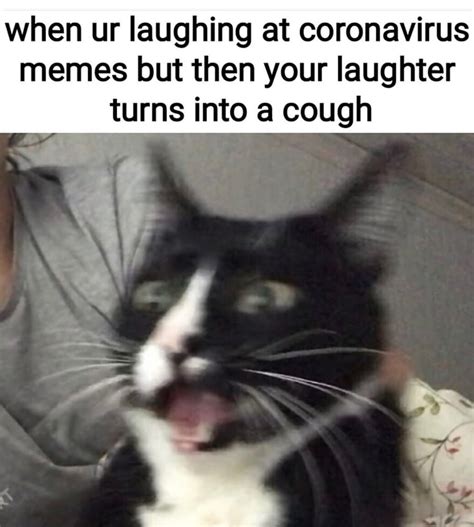 Story Of The Coughing Cat 10 Funny Coughing Cat Images And Memes