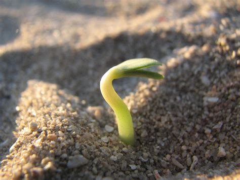 A sprouting seed found on a beach in Sardinia | Sprouting seeds, Seeds, Sardinia