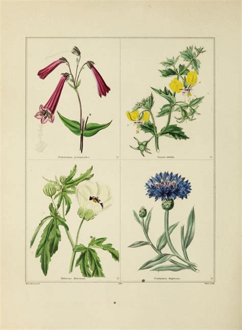 300 Year Old Botanical Illustrations And The Art They Inspire Today